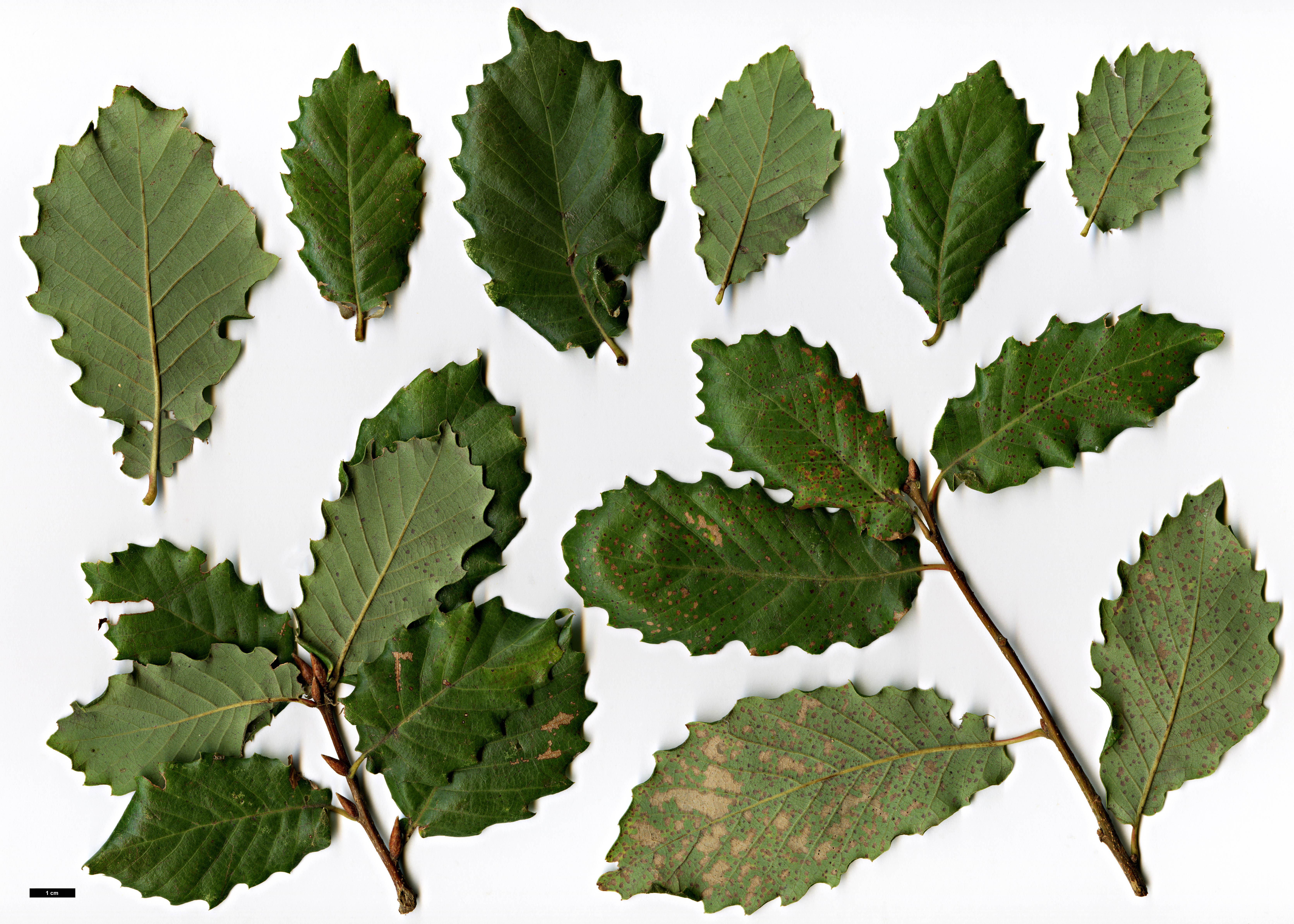 High resolution image: Family: Fagaceae - Genus: Quercus - Taxon: ×carrissoana (Q.canariensis × Q.robur subsp. estremadurensis)